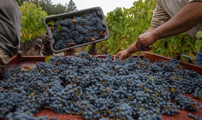 Jordan Vineyard & Winery photo 5