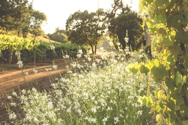 Theorem Vineyards photo 1