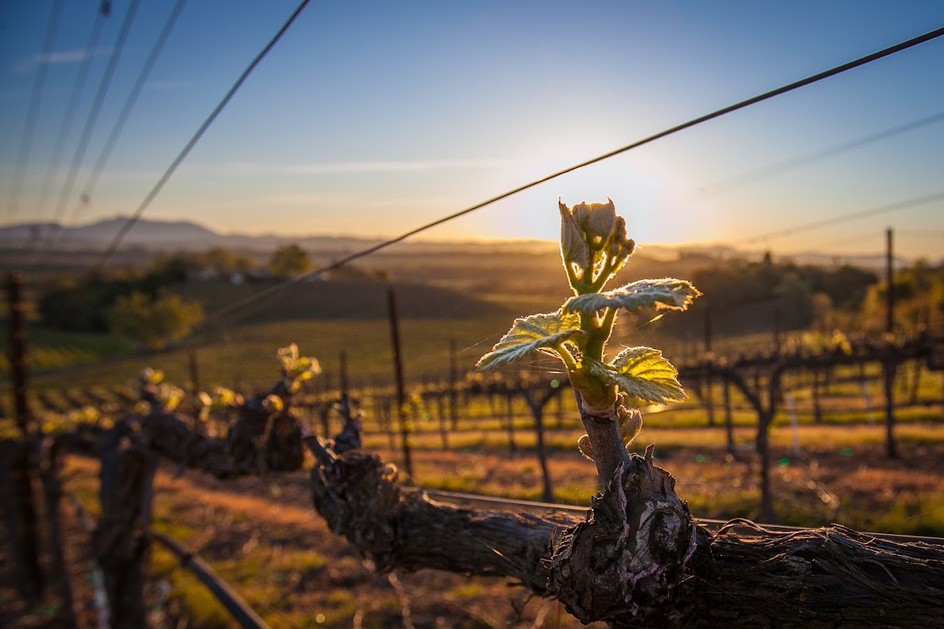 Rochioli Vineyards & Winery photo 1
