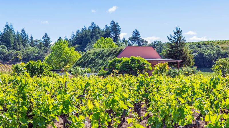 Nalle Winery photo 1
