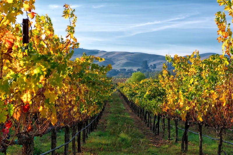 Las Positas Vineyards photo 5