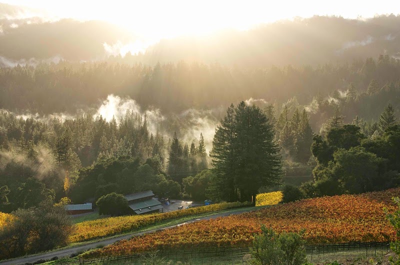 Big Basin Vineyards photo 1