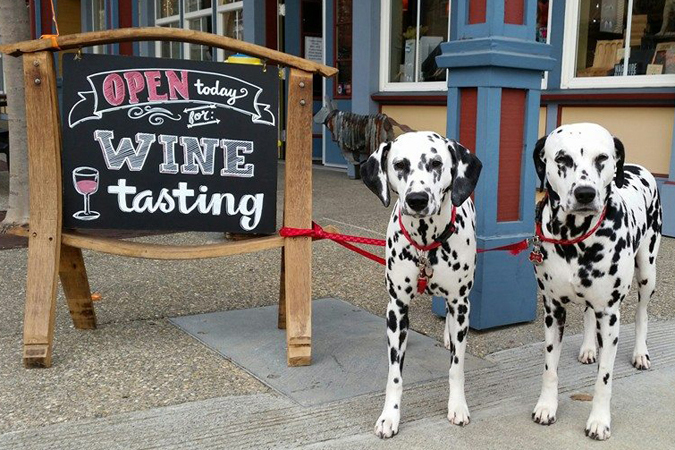 Mutt Lynch Winery photo 1