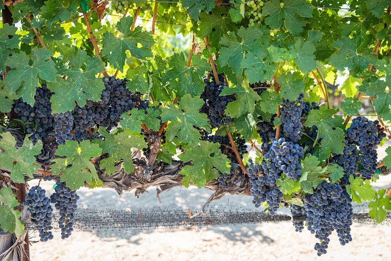 Oso Libre Winery photo 1
