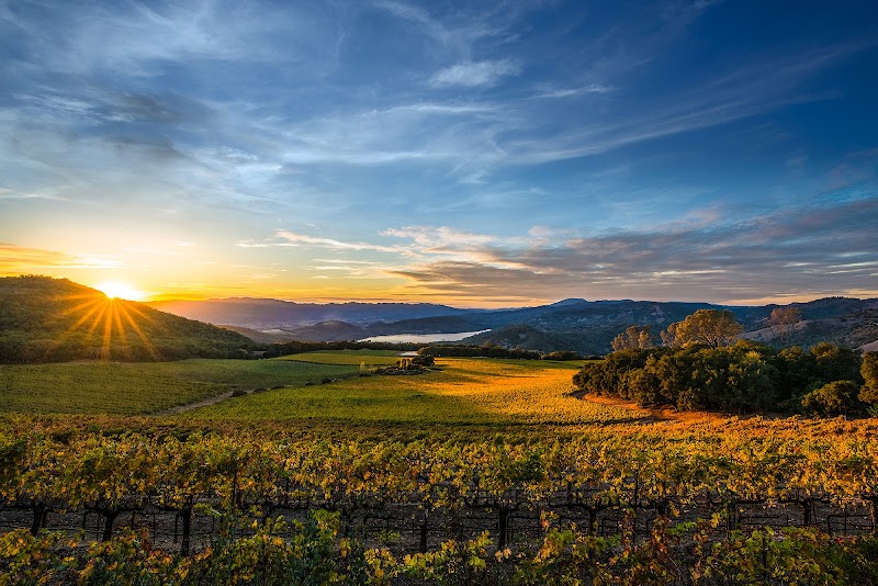 Chappellet Winery photo 1