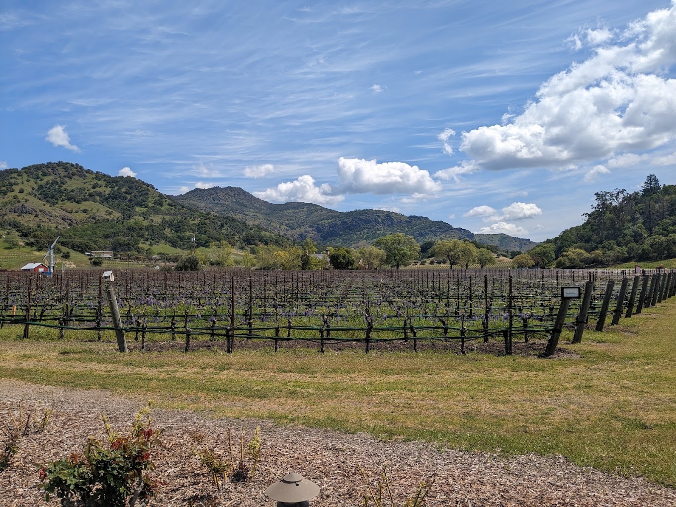 Cliff Lede Vineyards photo 1