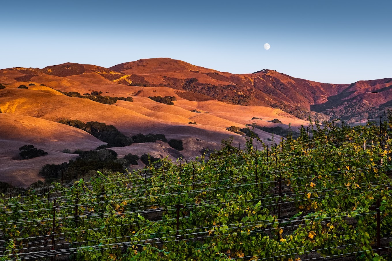 Alma Rosa Winery photo 1