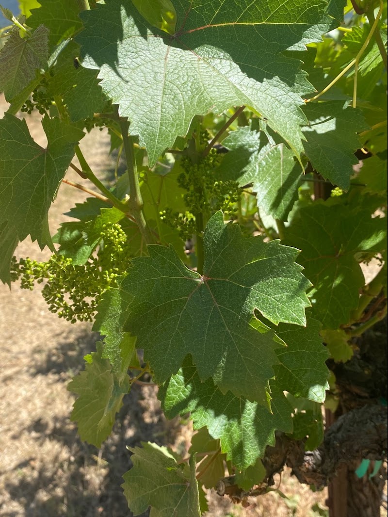 Rosa d'Oro Vineyards Winery photo 5