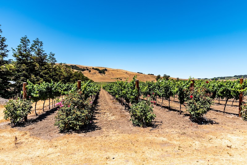 Roche Winery & Vineyards photo 5