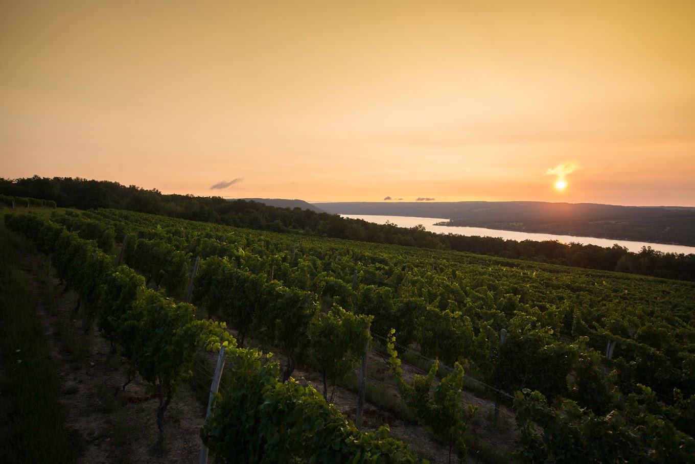Dr. Konstantin Frank Winery photo 1