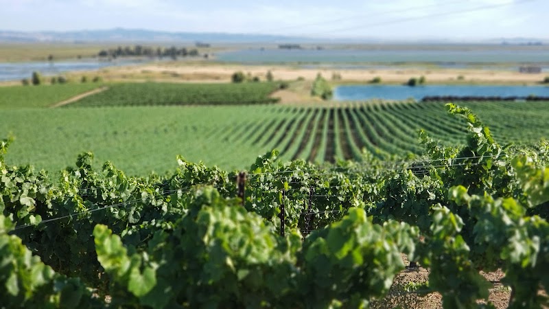 Bouchaine Vineyards photo 4