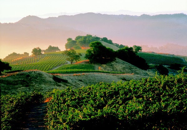 Stonestreet Winery photo 1