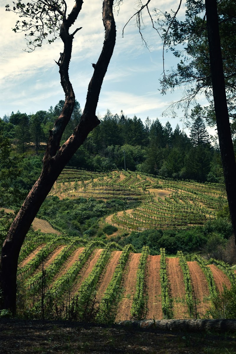 Schweiger Vineyards & Winery photo 1