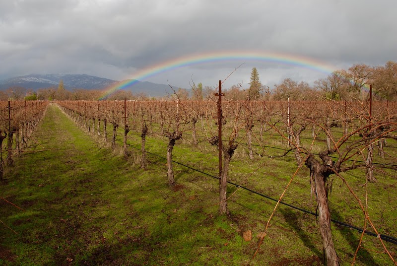 Beaver Creek Vineyards - Martin Pohl Wines photo 1