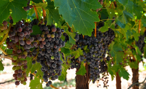 Tom Eddy Winery photo 1