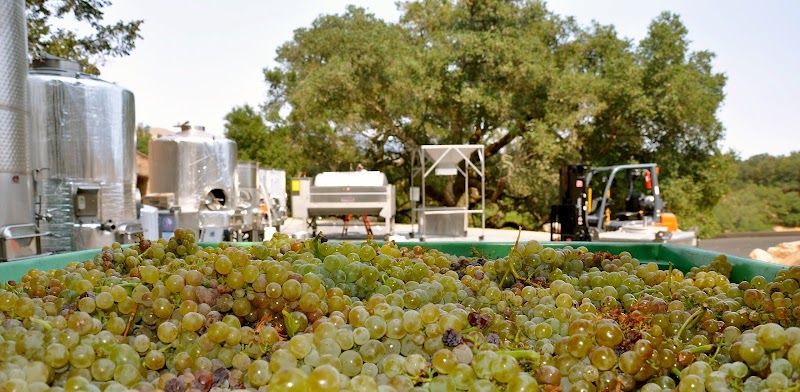 Tom Eddy Winery photo 6
