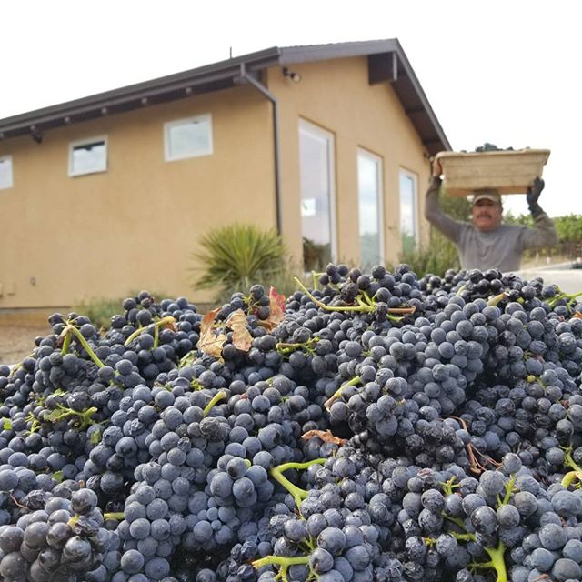 Square Peg Winery photo 3