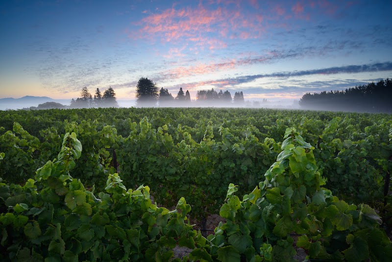 Square Peg Winery photo 5