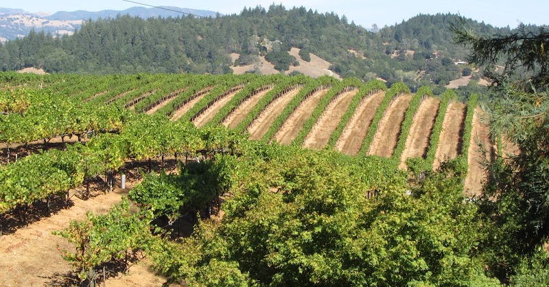 Raymond Burr Vineyards photo 5