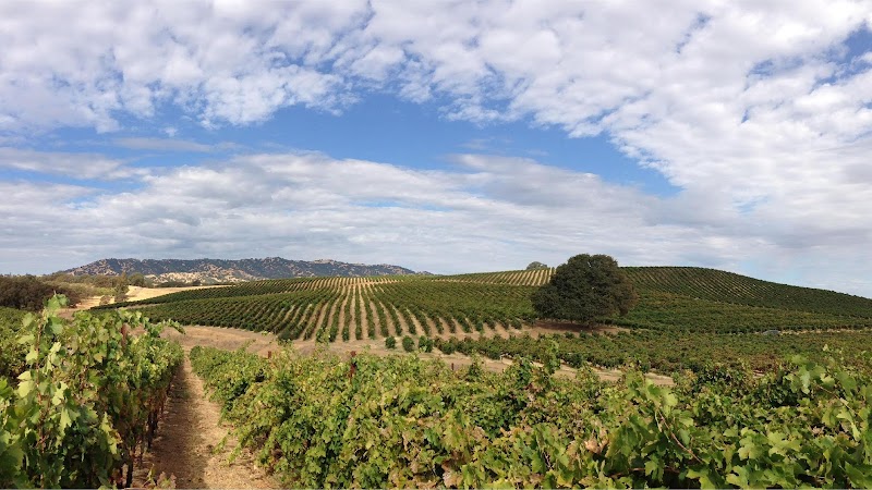 Berryessa Gap Vineyards Estate Winery photo 1