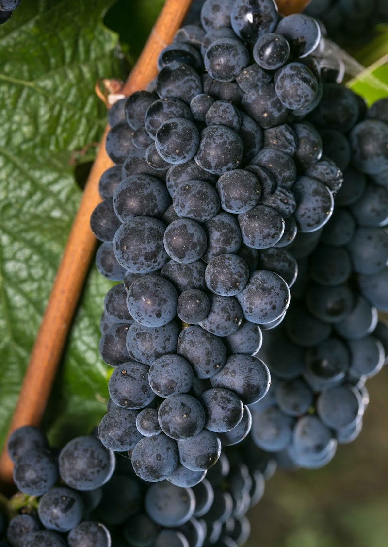 Inman Family Wines photo 4