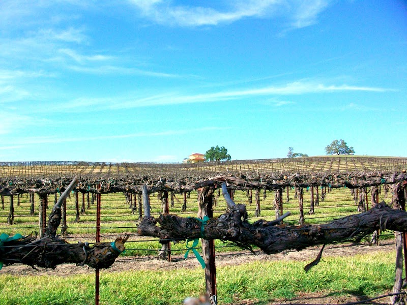 Mitchella Vineyard & Winery photo 5