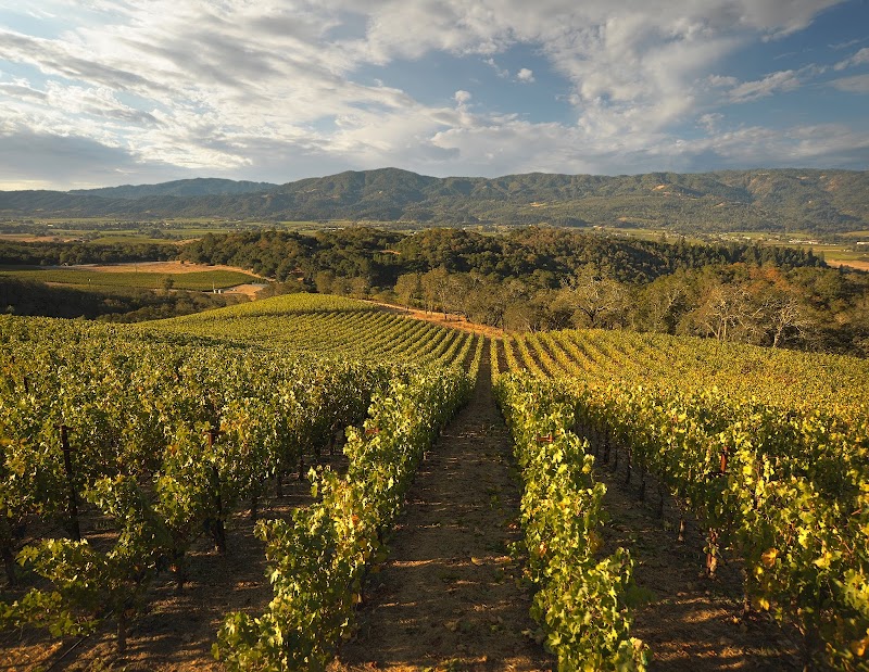Merryvale Vineyards photo 1
