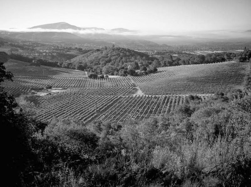 White Rock Vineyards photo 5