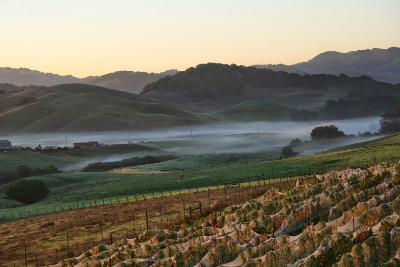 Azari Vineyards & Winery photo 1