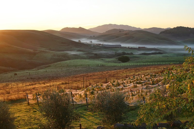 Azari Vineyards & Winery photo 4