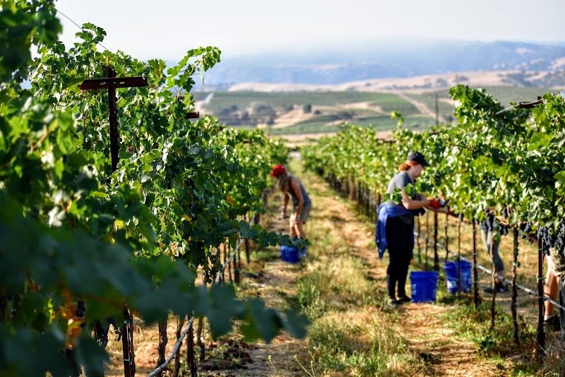 McGrail Vineyards and Winery photo 4