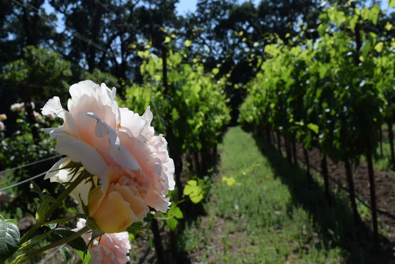 Allora Vineyards photo 5