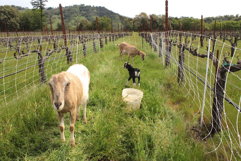 Powicana Farm photo 5