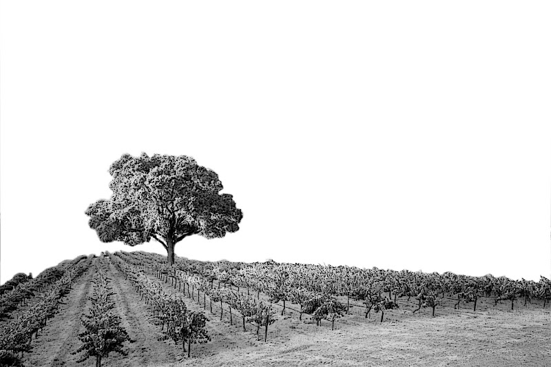 Midnight Cellars photo 1