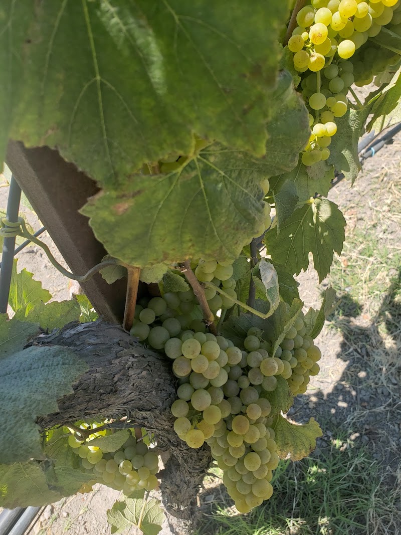 Balletto Vineyards photo 5