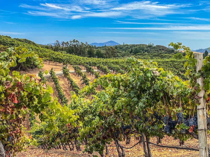 BobDog Wines photo 1