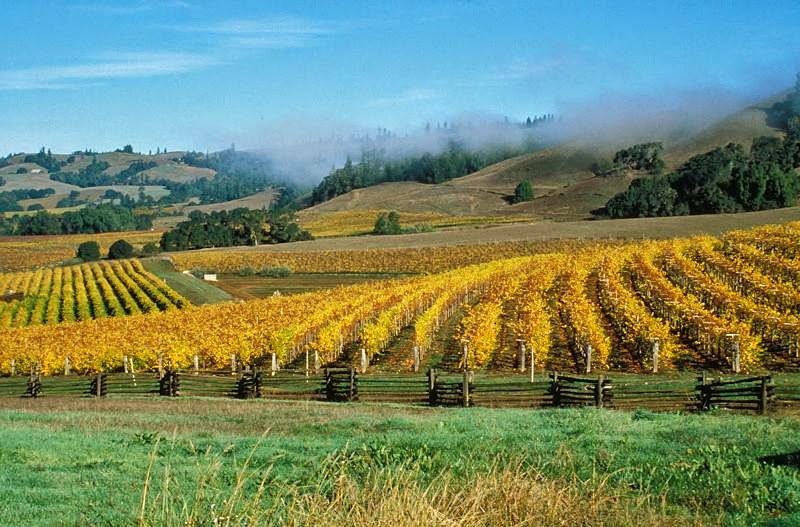 Navarro Vineyards & Winery photo 1
