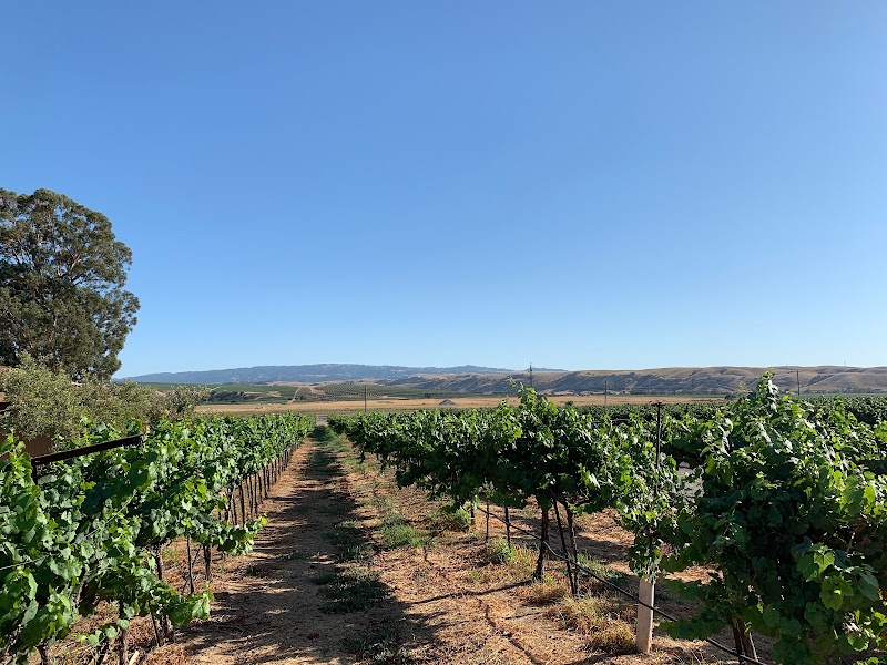 Darcie Kent Estate Winery photo 1