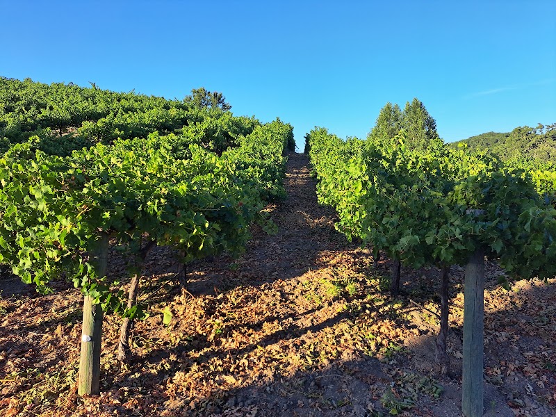 HammerSky Vineyards photo 4
