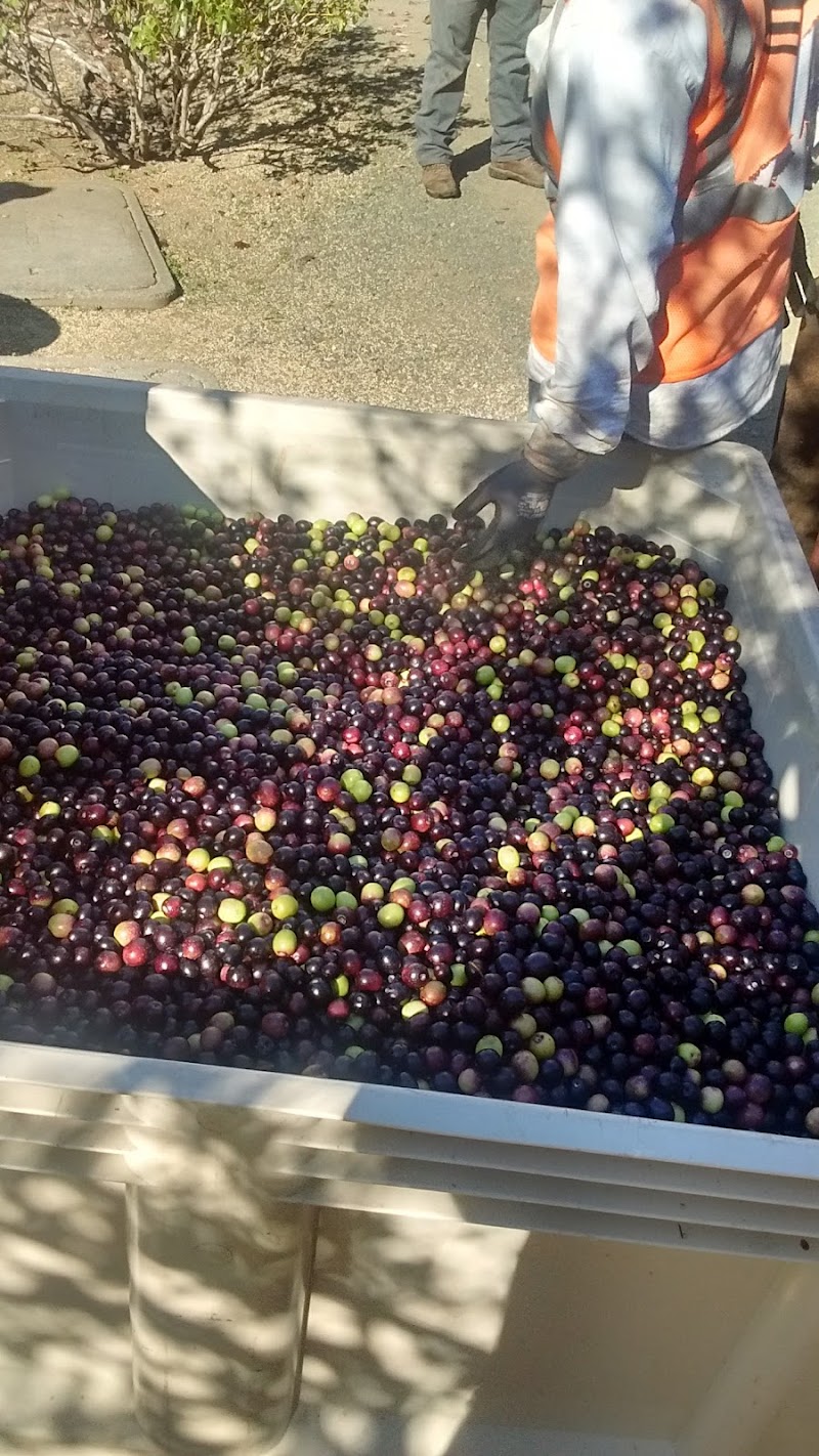 Diamond Creek Vineyards photo 4