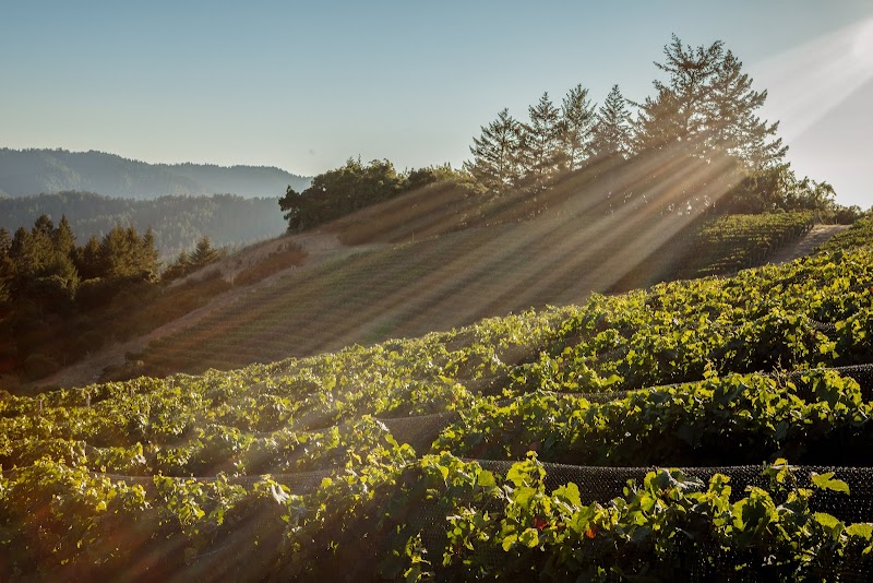 Rhys Vineyards photo 1