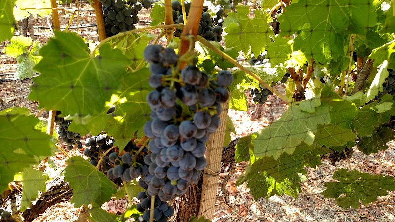 Keever Vineyards & Winery photo 5