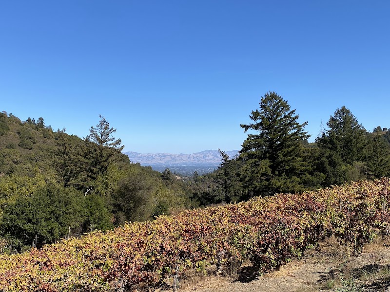 Savannah-Chanelle Vineyards photo 4