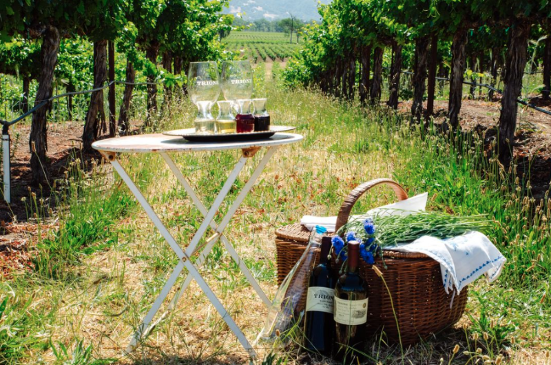 Trione Vineyards and Winery photo 5