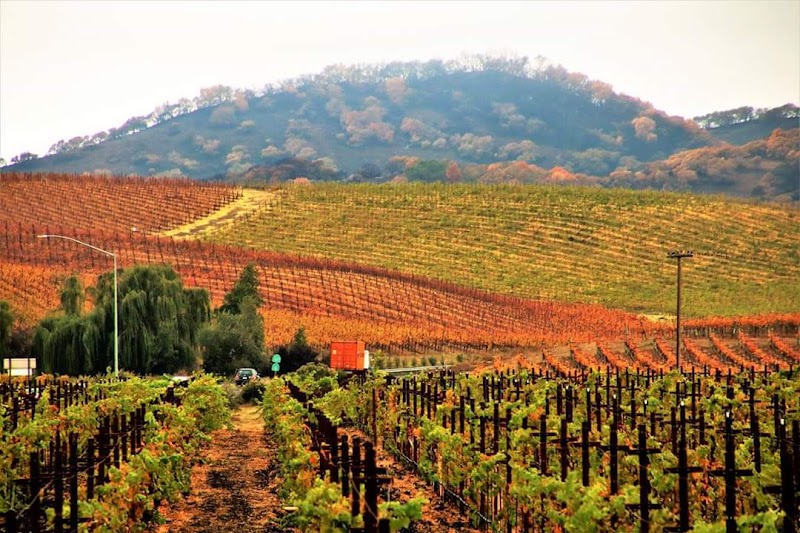 Madonna Estate Winery photo 4