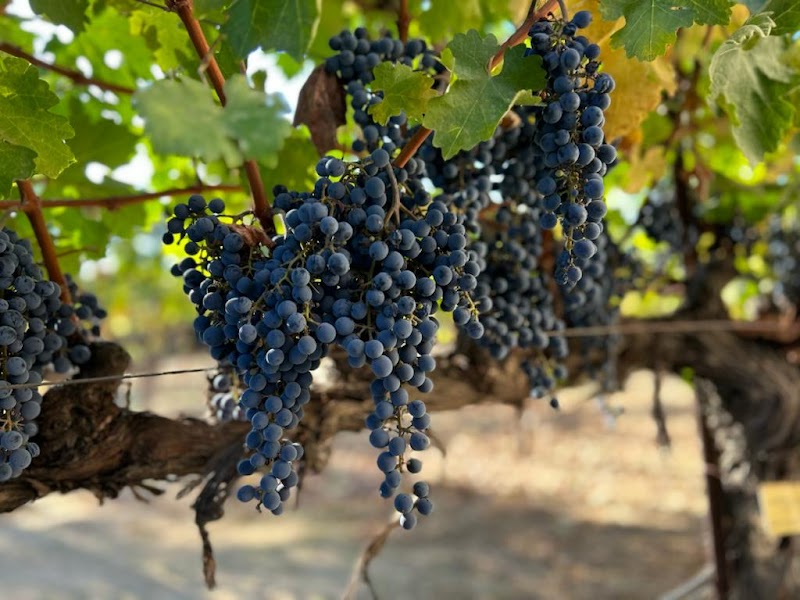 O'Brien Estate Winery photo 4