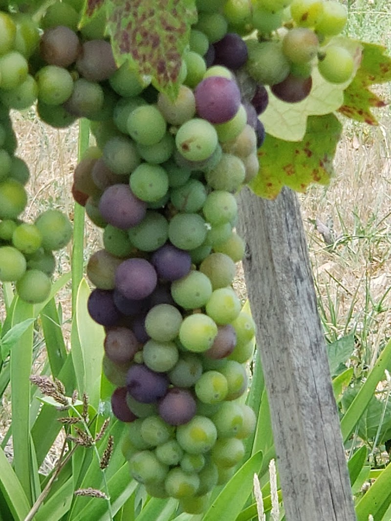 Battaglini Estate Winery photo 4