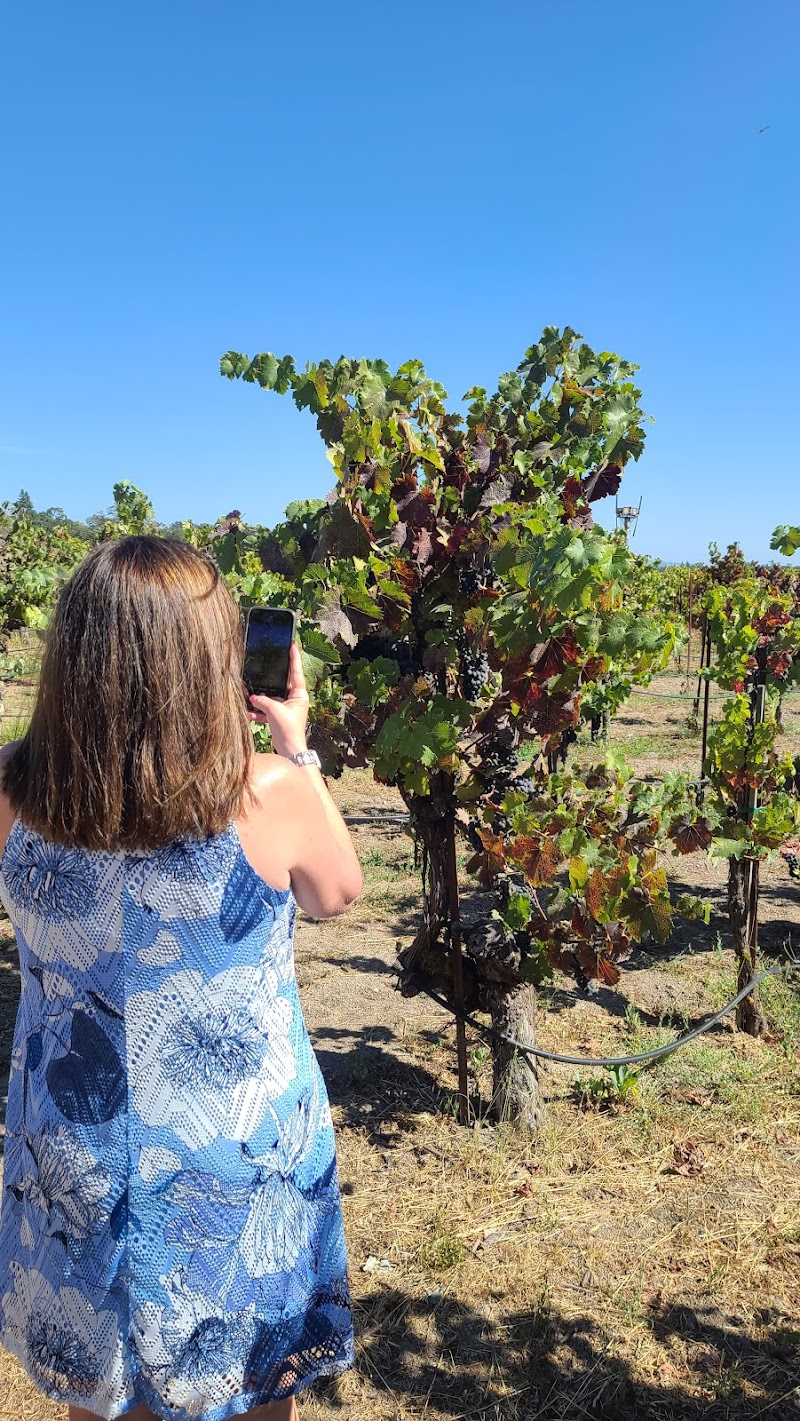 Battaglini Estate Winery photo 5