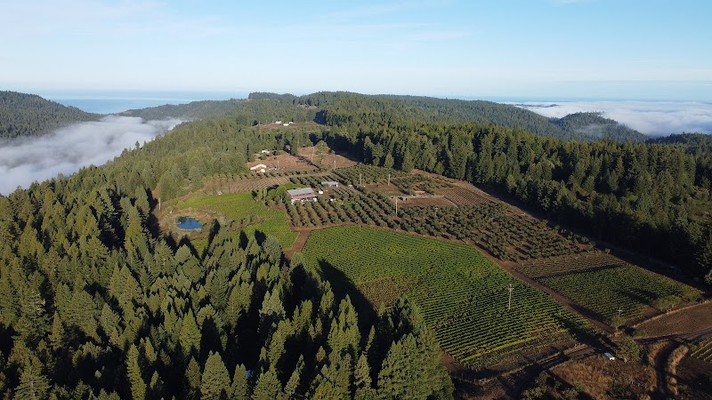 Drew Winery photo 1