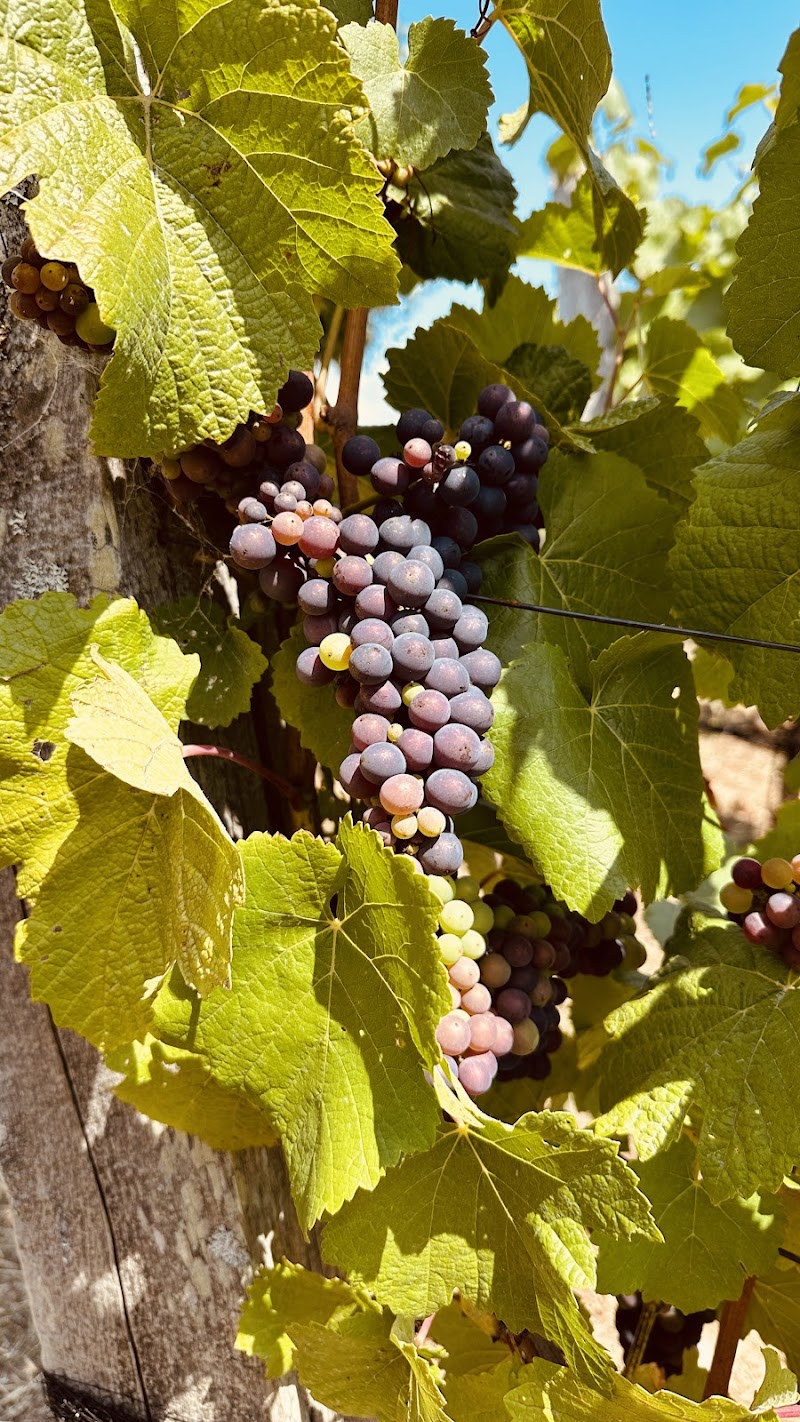 Drew Winery photo 4